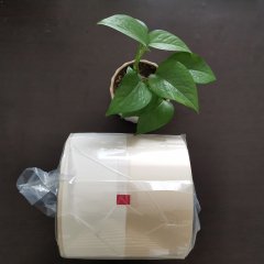 杰彩全自動擺藥機包裝膜 藥房自動化 廠家直售 凈化車間生產(chǎn)